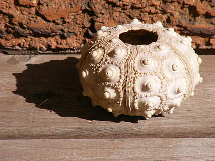 runder weißer Topf, urchin, Schale, Prüfung, Meer, Ozean, Marine, Natur, natürlich, gestalten, Skelett, Echinoidea, runden, Textur, Muschel, exotisch, keine Leute, Rock - Objekt, drinnen, Tag, Nahansicht, Kreativität, Kunst und Handwerk, Tabelle, Stillleben, Muster, einzelnes Objekt, Darstellung, Dekoration, High Angle View, Holz - Material, solide, Sonnenlicht, Kunst, Rock, 2K, CC0, gemeinfrei, lizenzfrei