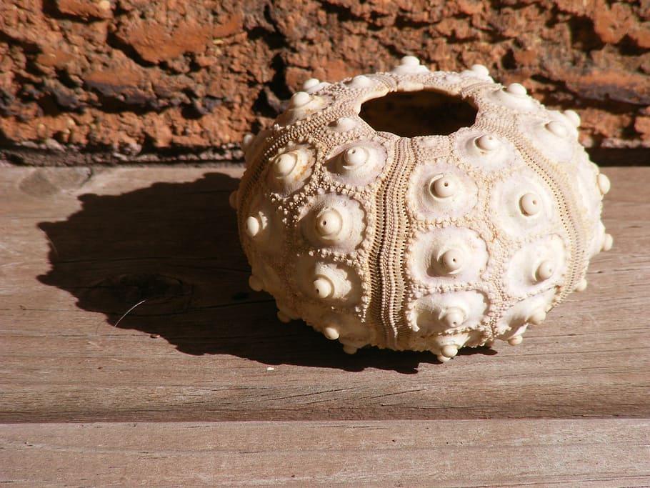 olla blanca rodona, eriçó, shell, prova, mar, oceà, marí, naturalesa, natural, forma, esquelet, echinoidea, rodó, textura, petxina de mar, exòtic, cap gent, rock - object, a l'interior, dia, primer pla, creativitat, art i artesania, taula, natura morta, patró, sol objecte, representació, decoració, vista d’angle alt, material de fusta, sòlid, llum solar, artesania, rock, 2K