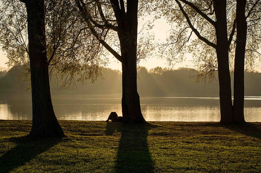 parc, arbres, ombres, posta de sol, vespre, crepuscle, siluetes, persona, reclinable, riu, paisatge, solitari, contemplatiu, descans, relaxant, pacífica, tarda, reflexió, nebulós, arbre, planta, aigua, naturalesa, bellesa a la natura, tranquil·litat, escena tranquil·la, silueta, llum solar, terra, ombra, herba, tronc, tronc de l'arbre, llac, idíl·lic, escenics - natura, boira, a l'aire lliure, emoció positiva, 1080P