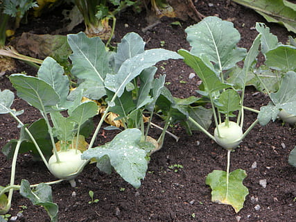 colinabo, llit, pegat de verdures, verdures, cultiu, jardiners, jardí, creixement, full, part de la planta, planta, vegetals, naturalesa, color verd, jardí de verdures, menjar i beguda, frescor, vista d’angle alt, agricultura, cap gent, camp, menjar, terra, dia, bellesa a la natura, brutícia, a l'aire lliure, orgànic, jardineria, jardí comunitari, plantació, 4K, CC0, domini públic, lliure de regalies