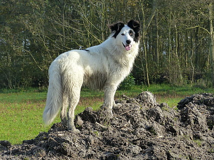 Dog, Nice, Posing, Black, White, stately, black, white, black white, pets, domestic animals, one animal, animal themes, border collie, domestic, mammal, animal, vertebrate, canine, land, plant, nature, field, day, standing, no people, tree, white color, looking, mouth open, 4K, CC0, public domain, royalty free