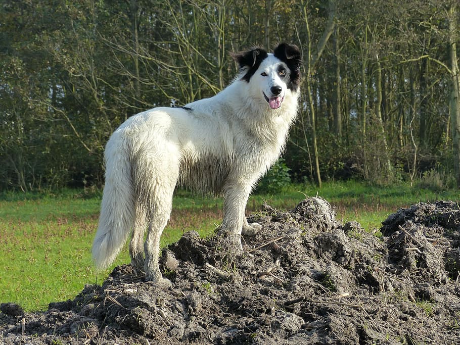 câine, frumos, care prezintă, alb negru, impunător, negru, alb, animale de companie, animale domestice, un animal, animale tematice, border collie, intern, mamifer, animal, animale vertebrate, canin, teren, plantă, natură, camp, zi, permanent, nici o persoana, copac, culoare alba, in cautarea, gura deschisa, 4K