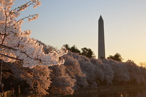 branch, fruit, tree, full, bloom, blossoms, white, pink, monument, obelisk, column, background, blurred, memorial, architecture, riverside, plant, built structure, nature, sky, building exterior, tower, clear sky, no people, day, growth, building, outdoors, beauty in nature, travel destinations, tall - high, sunlight, the past, history, change, 4K, CC0, public domain, royalty free