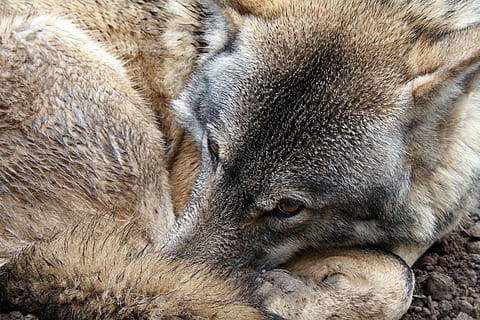 llop marró, llop, ull, pell, salvatge, animal, vida salvatge, naturalesa, depredador, mamífer, caní, gris, canis, lupus, ulls de llop, criatura, carnívor, a l'aire lliure, perillós, en perill d’extinció, temes d'animals, animals a la natura, fauna animal, un animal, primer pla, cap gent, relaxació, part del cos dels animals, vertebrats, dia, pèl d’animals, dorment, cap d’animals, descans, cabell, ulls tancats, 4K, CC0, domini públic, lliure de regalies