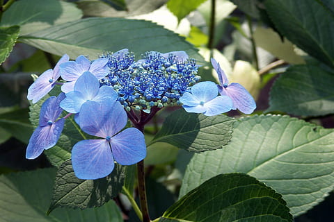 hortênsia, folha de renda, flor, folha, floral, plantar, azul, planta com flores, parte da planta, fragilidade, frescura, vulnerabilidade, beleza na natureza, fechar-se, crescimento, roxa, pétala, natureza, inflorescência, cabeça de flor, focar em primeiro plano, dia, ninguém, ao ar livre, Ramo de flores, lilás, 2K, CC0, domínio público, royalty free
