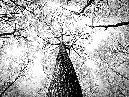 árbol marchito, ramas, árbol, leña menuda, ladrar, alto, arboles, el maletero, bosque, naturaleza, rama, árbol desnudo, planta, vista de ángulo bajo, nadie, tronco de arbol, cielo, tranquilidad, al aire libre, silueta, día, torre, altura maxima, arquitectura, estructura construida, exterior del edificio, aguja, copas de los árboles, 2K, CC0, dominio público, libre de derechos
