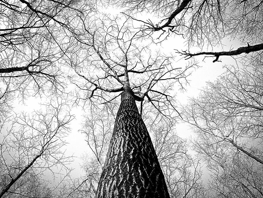arbre sec, branques, arbre, escorça, alt, arbres, tronc, boscos, naturalesa, branca, arbre nu, planta, vista d’angle baix, cap gent, tronc de l'arbre, cel, tranquil·litat, a l'aire lliure, silueta, dia, torre, alta - alta, arquitectura, estructura construïda, exterior de l'edifici, bosc, fletxa, copa de l'arbre, 2K