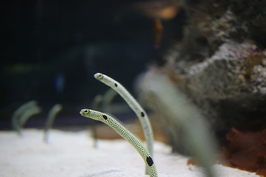 mentó anago, aquari, temes d'animals, primer pla, animal, un animal, fauna animal, animals a la natura, naturalesa, cap gent, enfocament selectiu, centrar-se en primer pla, planta, aigua, sota l'aigua, dia, rèptil, a l'aire lliure, mar, invertebrat, insecte, rock, marí, verinós, 5K