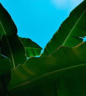 orme-eye-view, banan, blade, tæt på, fotografering, grøn, banantræ, dagtimerne, struktur, blad, håndflade, naturlig, natur, træ, Palme træ, abstrakt, fredfyldte, blå, bananblad, grøn farve, plante del, skønhed i naturen, plante, vækst, ingen mennesker, himmel, ro, scenics - natur, dag, sollys, rolig scene, udendørs, lav vinkel visning, 2K, CC0, offentligt domæne, royaltyfrie