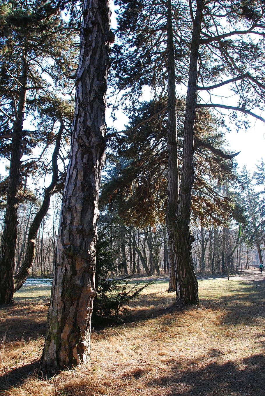 lainzer tiergarten, bosc, arbres, paisatge, llum solar, arbre vell, registre, tardor, estètic, conífera, arbre, planta, tronc de l'arbre, tronc, terra, tranquil·litat, naturalesa, bellesa a la natura, dia, creixement, escena tranquil·la, cap gent, medi ambient, escena no urbana, escenics - natura, a l'aire lliure, treelined, 4K