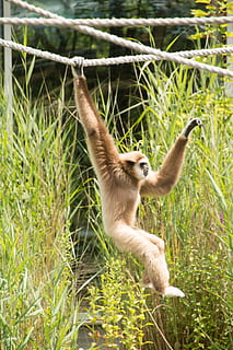 abe, klatring, reb, gibbon, hvid, helvede, Zoo, dyr verden, pattedyr, natur, intelligent, Brun, primat, dyr, zooaufnahme, sød, jungel, ansigt, Thailand, vild, træ, svinge, fernöstlich, Asien, afhænge af, et dyr, plante, dyreliv, hvirveldyr, dyr i naturen, græs, dag, ingen mennesker, jord, udendørs, hængende, hoppe, fuld længde, 4K, CC0, offentligt domæne, royaltyfrie