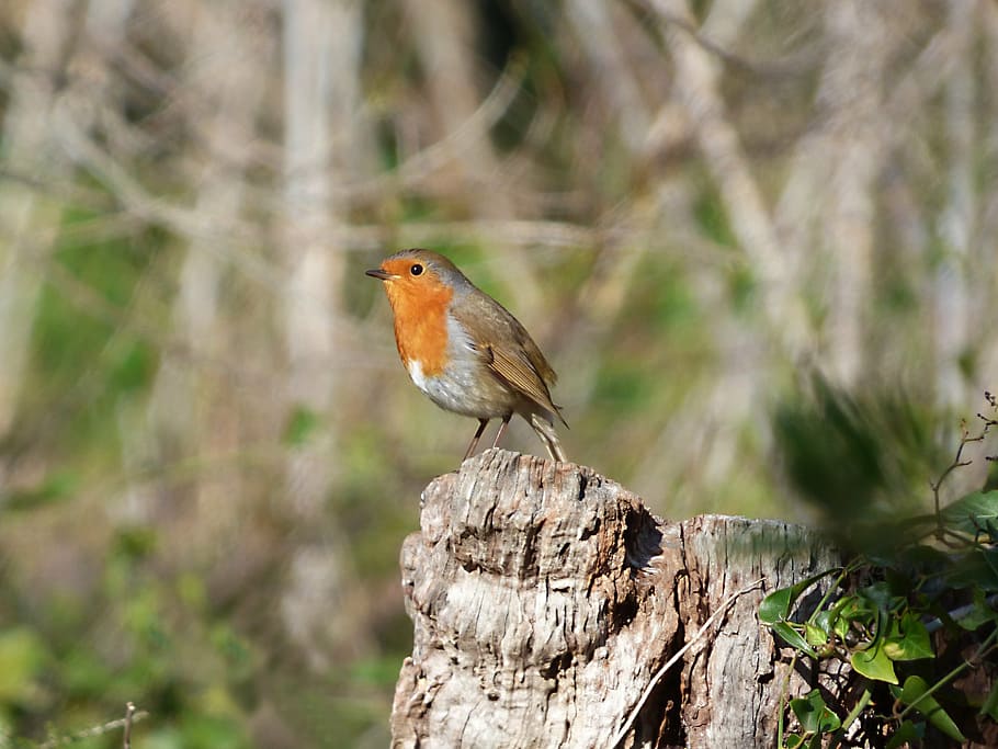 taronja, ave robin europea, robin, ocell, tronc, pit-roig, un animal, animals a la natura, fauna animal, dia, temes d'animals, centrar-se en primer pla, posat, cap gent, a l'aire lliure, animal, vertebrats, arbre, material de fusta, naturalesa, branca, planta, longitud completa, primer pla, escorça, 2K