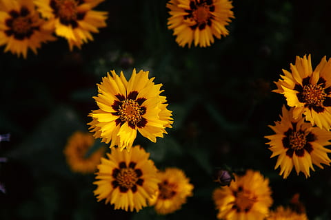 fotografia de primer pla, groc, planta de flors petalada, selectiu, foto del focus, Flors de coreopsis de color groc i vermell, florir, enfocament poc profund, flors, naturalesa, flor, planta, estiu, pètal, primer pla, margarida, a l'aire lliure, cap de flor, fons, bellesa a la natura, crisantem, planta amb flors, frescor, inflorescència, fragilitat, creixement, vulnerabilitat, centrar-se en primer pla, cap gent, pol·len, enfocament selectiu, dia, 5K, CC0, domini públic, lliure de regalies