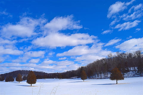 Snow, Field, Trees, Winter, Nature, snow, field, landscape, cold, white, sky, season, frost, outdoor, scene, blue, day, weather, rural, scenery, pine trees, open, country, land, cold temperature, scenics, beauty in nature, tree, plant, scenics - nature, cloud - sky, tranquility, tranquil scene, environment, white color, non-urban scene, no people, pine tree, snowcapped mountain, coniferous tree, 4K, CC0, public domain, royalty free