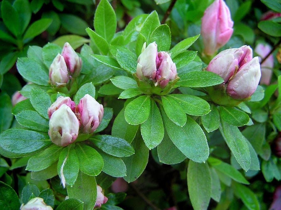 azalea, brots, primavera, part de la planta, full, planta, flor, planta amb flors, bellesa a la natura, frescor, creixement, color verd, primer pla, fragilitat, vulnerabilitat, pètal, naturalesa, color rosa, cap gent, dia, inflorescència, cap de flor, centrar-se en primer pla, a l'aire lliure, porpra, 1080P