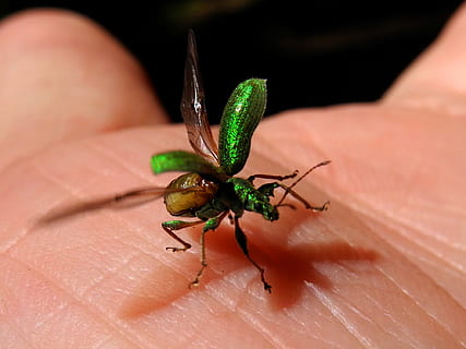 scarafaggio, elitre, verde, parte del corpo umano, un animale, avvicinamento, fauna selvatica, mano umana, temi animali, invertebrato, insetto, mano, animali allo stato selvatico, una persona, parte del corpo, persona irriconoscibile, persone reali, dito, dito umano, giorno, colore verde, all'aperto, piccolo, 1080P, CC0, dominio pubblico, privo di copyright