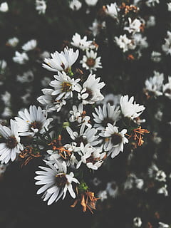 flower, nature, daisy, tiny, autumn, fall, leaves, white, green, iphone, photography, wilderness, weeds, plant, flowering plant, fragility, freshness, growth, beauty in nature, vulnerability, white color, petal, close-up, flower head, inflorescence, no people, focus on foreground, day, pollen, tree, outdoors, cherry blossom, 4K, CC0, public domain, royalty free