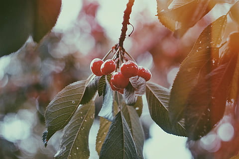 merah, foto close-up beri, buah, ceri, segar, pohon, daun, menanam, panen, tanah pertanian, makanan, bokeh, mengaburkan, alam, cabang, kesegaran, buah berry, matang, merapatkan, musim, bagian tanaman, fokus pada latar depan, makan sehat, makanan dan minuman, pertumbuhan, hari, keindahan di alam, tidak ada orang, di luar rumah, fokus selektif, musim dingin, rowanberry, 4K, CC0, domain publik, bebas royalti