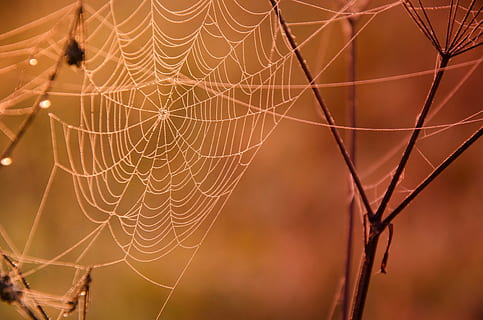 raso, fotografia de foco, teia de aranha, Castanho, filiais, rede, orvalho, macro, laranja, outono, gotas, detalhe, galhos, nascer do sol, aranha, natureza, solta, fechar-se, origens, fragilidade, focar em primeiro plano, vulnerabilidade, ninguém, animal, temas animais, padronizar, invertebrado, aracnídeo, animais em estado selvagem, artrópode, animais selvagens, um animal, ao ar livre, dia, complexidade, concêntrico, 4K, CC0, domínio público, royalty free