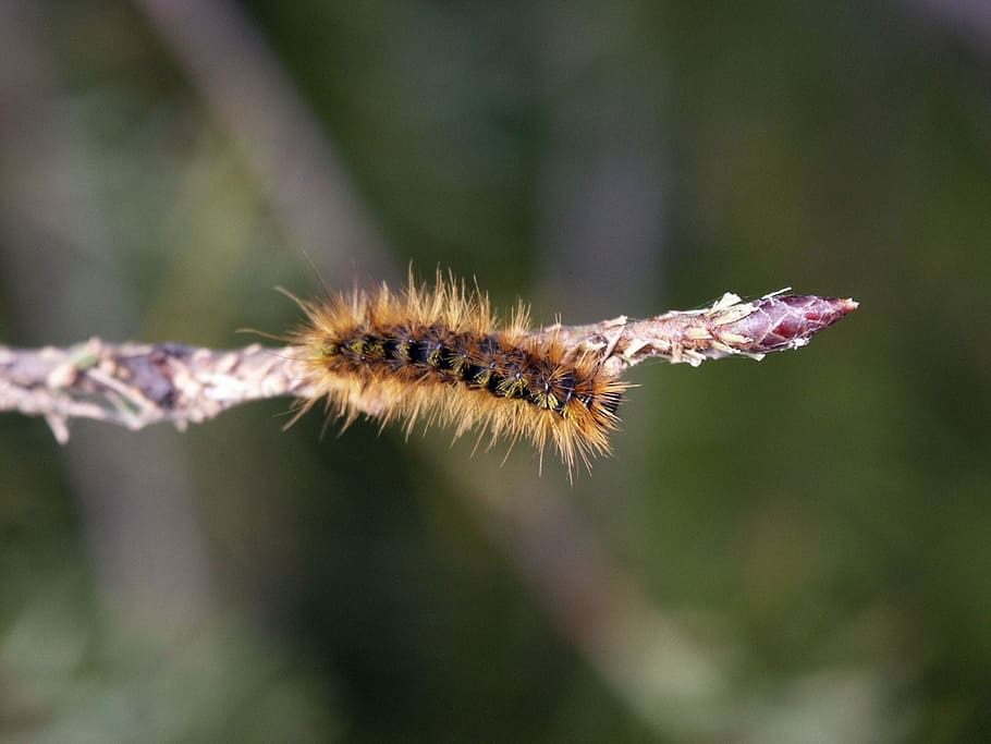 eruga, webworm, insecte, cuc, naturalesa, estiu, jardí, un animal, dia, flor, temes d'animals, primer pla, centrar-se en primer pla, planta, animals a la natura, bellesa a la natura, animal, cap gent, fauna animal, invertebrat, planta amb flors, creixement, a l'aire lliure, fragilitat, Planta esvaïda, 1080P