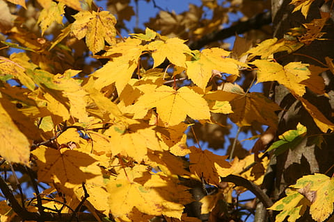 fullatge de tardor, maple, groc, part de la planta, full, tardor, canvi, fulles, naturalesa, bellesa a la natura, cap gent, dia, fulla d'auró, primer pla, planta, arbre, branca, llum solar, a l'aire lliure, creixement, condició natural, marc complet, caure, col·lecció de tardor, 2K, CC0, domini públic, lliure de regalies