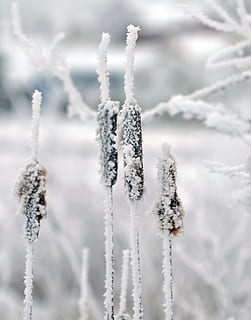 Cattails, iarnă, zăpadă, rece, rogoz, maro, peisaj, mlaştină, în aer liber, râu, îngheţ, zonă umedă, apă, natură, stuf, îngheţat, alb, temperatura rece, gheaţă, nici o persoana, zi, să se concentreze asupra primelor elemente, culoare alba, plantă, a închide, frumusețe în natură, liniște, mediu inconjurator, acoperire, o scenă liniștită, brad, praf de zăpadă, sloi de gheaţă, 4K, CC0, domeniu public, fără drepturi de autor
