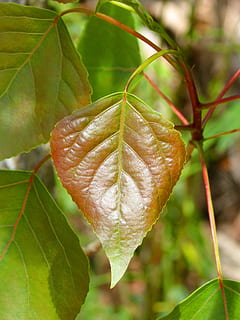 poplar, leaf, outbreak, red leaf, plant, nature, tree, plant part, close-up, focus on foreground, beauty in nature, no people, growth, green color, leaf vein, day, outdoors, vulnerability, fragility, tranquility, natural pattern, plant stem, autumn, leaves, natural condition, 4K, CC0, public domain, royalty free