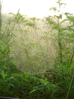 Spinne, Netz, Tau, Gras, Grün, Morgen, Natur, Insekt, Pflanze, Fokus auf den Vordergrund, Nahansicht, Wachstum, Schönheit in der Natur, keine Leute, Zerbrechlichkeit, Tag, Verletzlichkeit, Feld, Spinnennetz, Land, draußen, grüne Farbe, natürliches Muster, Ruhe, Blatt, Muster, Pflanzenteil, 720P, CC0, gemeinfrei, lizenzfrei