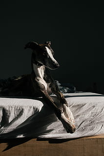 pelo corto, nero, bianca, cane, dire bugie, materasso, grigio, letto, interno, luce, ombra, mobilia, mammifero, temi animali, un animale, animale, domestico, animali domestici, nessuno, Camera da letto, in casa, rilassamento, vertebrato, canino, biancheria, stanza domestica, foglio, tessile, 5K, CC0, dominio pubblico, privo di copyright