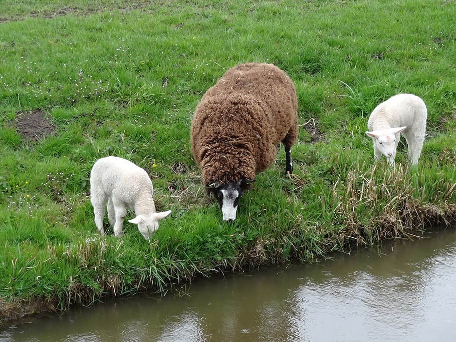 xai, xais, ovelles, primavera, naturalesa, animals, mamífers, Països Baixos, frolic, saltar, jove, ramat, granja, agricultura, mamífer, temes d'animals, bestiar, animal, animals domèstics, herba, nacional, mascotes, vertebrats, planta, grup d’animals, camp, pasturatge, cap gent, terra, color verd, aigua, a l'aire lliure, herbívors, 2K