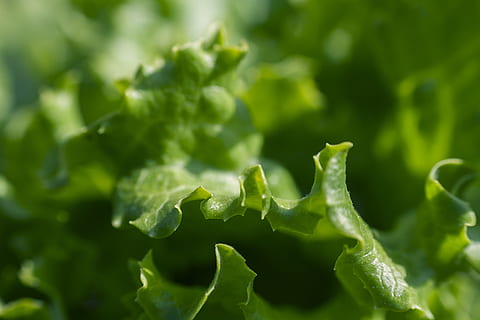 micro, photography, green, leaf, macro photography, green leaf, green Color, nature, freshness, close-up, vegetable, plant, macro, food, organic, no People, growth, healthy Eating, backgrounds, food and drink, plant part, selective focus, day, beauty in nature, full frame, wellbeing, outdoors, extreme close-up, 4K, CC0, public domain, royalty free
