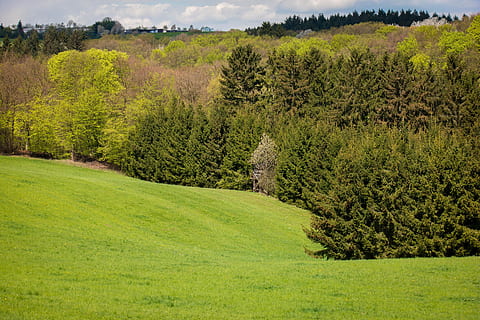 bosc, eifel, bosc mixt, prat, pastures, primavera, arbres, humor, paisatge, verd, descans, pacífica, turó, planta, arbre, color verd, herba, bellesa a la natura, escenics - natura, escena tranquil·la, creixement, tranquil·litat, terra, escena no urbana, medi ambient, cap gent, camp, naturalesa, fullatge, exuberant fullatge, dia, idíl·lic, a l'aire lliure, pi, arbre de coníferes, paisatge rodant, bosc de pi, 5K, CC0, domini públic, lliure de regalies