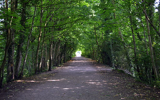 drzewa, tunel, ścieżka, światło, Pojezierze, cumbria, anglia, droga naprzód, kierunek, las, drzewo, roślina, wylądować, malejąca perspektywa, wzrost, spokój, piękno natury, chodnik, Natura, zielony kolor, lesisty teren, żadnych ludzi, bujne liście, listowie, Znikający punkt, scena pozamiejska, spokojna scena, bambus - roślina, na dworze, treelined, 4K, CC0, domena publiczna, darmowe zdjęcia