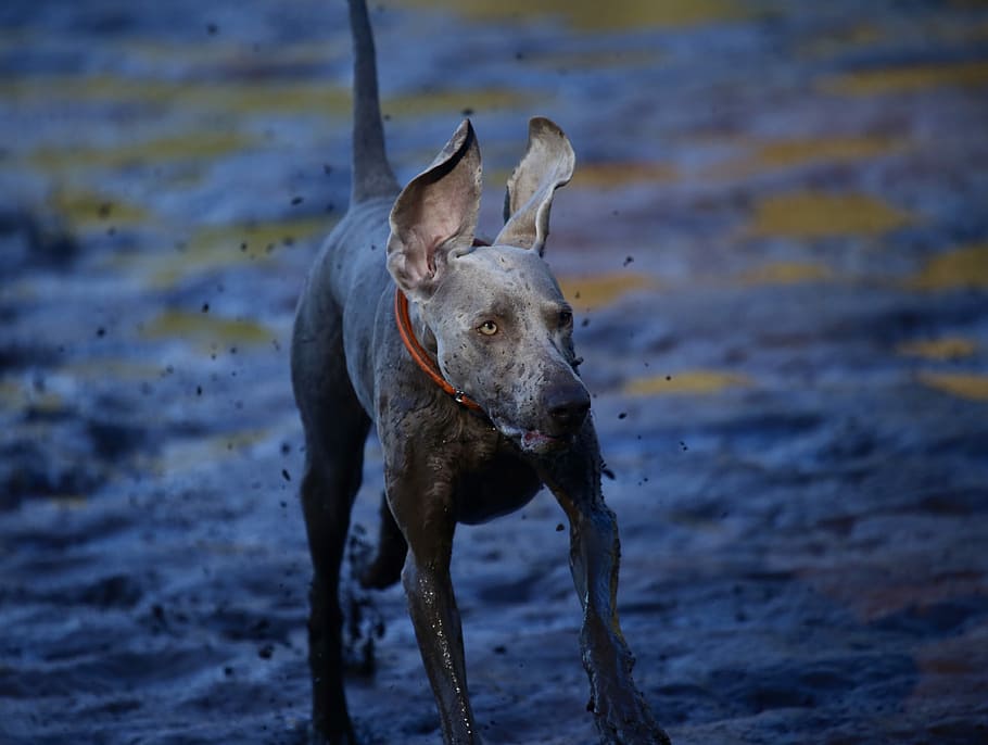 short-overtrukne, grå, hund, dækket, mudder, grå hund, løb, plaske, strand, dyr, pattedyr, dyre temaer, husdyr, et dyr, indenlandske, hvirveldyr, kæledyr, hunde, dag, jord, vand, ingen mennesker, natur, fokus på forgrunden, udendørs, dyr hoved, planteædende, 4K