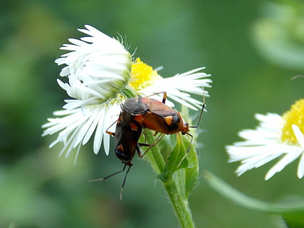 bugs, parring, daisy, eng, dyr, blomster, insekt, sommer, have, natur, plante, makro, tæt på, dyre temaer, hvirvelløse, dyreliv, blomst, dyr i naturen, blomstrende plante, skrøbelighed, sårbarhed, skønhed i naturen, et dyr, hvid farve, friskhed, kronblad, vækst, blomsterhoved, ingen mennesker, udendørs, pollen, bestøvning, 2K, CC0, offentligt domæne, royaltyfrie