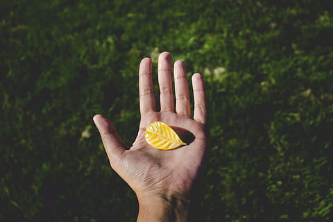 Person, halten, Gelb, Blatt, Grün, Gras, fallen, Herbst, Hand, menschliche Hand, menschliches Körperteil, eine Person, echte Menschen, draußen, Tag, Nahansicht, Frau, Palme, nicht erkennbare Person, Pflanze, Natur, Körperteil, Fokus auf den Vordergrund, Lebensstile, persönliche Perspektive, Finger, menschlicher Finger, gesundes Essen, Frische, menschliches Glied, Orange, 5K