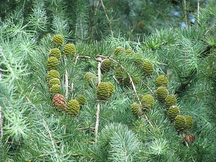 pădure, conifere, copaci, copac, ramură, Olanda, creştere, plantă, Culoarea verde, natură, frumusețe în natură, nici o persoana, zi, teren, liniște, Brad, cactus, în aer liber, Pinaceae, planta suculentă, conifer, ac - parte a plantelor, frunze, a închide, parte a plantelor, ecosistem, 2K, CC0, domeniu public, fără drepturi de autor