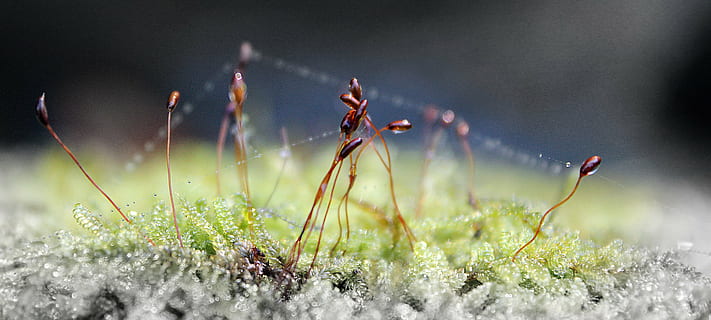 makro, dug, dråber, grøn, græs, natur, dugdråbe, græsplæne, dug-drop, regndråbe, plante, vand, morgen, våd, regndråber, vanddråbe, dråbe, landskab, vævet, edderkop, detaljeret, jord, vækst, ingen mennesker, tæt på, udendørs, dag, røg - fysisk struktur, Mark, selektiv fokusering, skønhed i naturen, fokus på forgrunden, miljø, mad, ikke-urbane scene, blomst, 5K, CC0, offentligt domæne, royaltyfrie