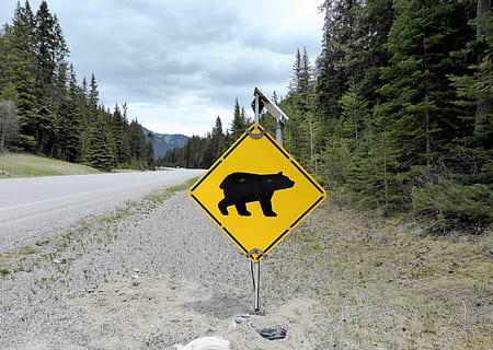 segnale stradale, avvertimento, orso, Pericolo, natura, Parco Nazionale, Canada, giallo, cartello, albero, strada, pianta, comunicazione, mezzi di trasporto, giorno, nuvola - cielo, cielo, terra, nessuno, crescita, segnale di pericolo, scena non urbana, scenics - natura, simbolo, bellezza nella natura, 4K, CC0, dominio pubblico, privo di copyright