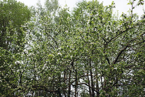 arbori de primavara, primăvară, copaci, natură, copac, frunze, ramură, pădure, plantă, în aer liber, Culoarea verde, fundaluri, vară, creştere, prospeţime, zi, mediu inconjurator, sezon, nici o persoana, frumusețe în natură, vedere unghiulară joasă, liniște, cer, inflori, floare, teren, planta cu flori, copac copac, 4K, CC0, domeniu public, fără drepturi de autor