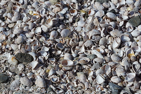 conchiglie, sfondo, mari, mare, spiaggia, oceano, fotogramma intero, sfondi, grande gruppo di oggetti, abbondanza, nessuno, conchiglia, roccia, vista dall'alto, solido, giorno, ciottolo, pietra, pietra - oggetto, natura, terra, all'aperto, strutturato, avvicinamento, marino, 5K, CC0, dominio pubblico, privo di copyright
