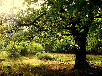 quercia, foresta, albero, tribù, foglie di quercia, estetico, rami, pianta, terra, crescita, natura, bellezza nella natura, la tranquillità, nessuno, giorno, scenics - natura, scena tranquilla, all'aperto, colore verde, luce del sole, ramo, ambiente, scena non urbana, campo, paesaggio, 1080P, CC0, dominio pubblico, privo di copyright