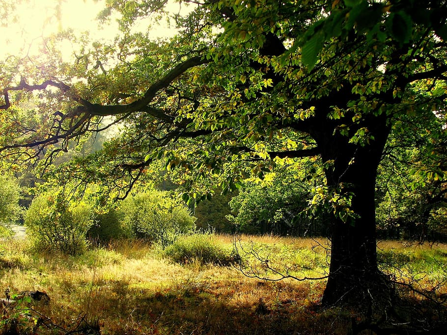 roure, bosc, arbre, tribu, fulles de roure, estètic, branques, planta, terra, creixement, naturalesa, bellesa a la natura, tranquil·litat, cap gent, dia, escenics - natura, escena tranquil·la, a l'aire lliure, color verd, llum solar, branca, medi ambient, escena no urbana, camp, paisatge, 1080P