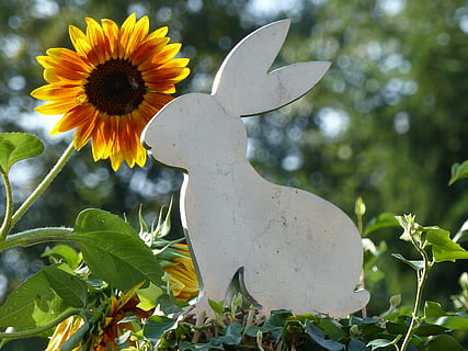 Kunst, Hase, Ostern, Metall, Dekoration, Riesenkaninchen, Kunstobjekt, Objektkunst, Kunstwerk, Osterhase, Statue, dekorativ, Zahl, Sonnenblume, Herbst, gartendeko, Motivationskarten, Herbstdekoration, Gartendekoration, Herbstmotiv, Gartengestaltung, Pflanze, Blume, blühende Pflanze, Natur, Wachstum, Blütenkopf, Blütenstand, Blatt, keine Leute, Schönheit in der Natur, Pflanzenteil, Frische, Blütenblatt, Nahansicht, Verletzlichkeit, Zerbrechlichkeit, draußen, Tag, Kunst und Handwerk, Fokus auf den Vordergrund, Pollen, 4K, CC0, gemeinfrei, lizenzfrei