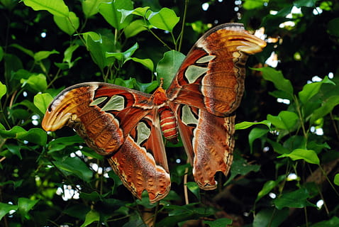 photo, red, yellow, butterfly, daytime, close-up, insect, leaves, plants, animal themes, animal, animals in the wild, animal wildlife, leaf, plant part, nature, no people, one animal, vertebrate, plant, tree, day, focus on foreground, reptile, outdoors, growth, 4K, CC0, public domain, royalty free