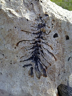 fossil, fyrretræ, kegle, klippe, geologi, forstenet, palæontologi, tæt på, dag, ingen mennesker, ru, plante, bagagerum, tekstureret, natur, træstamme, fokus på forgrunden, solid, træ, udendørs, vækst, baggrunde, mønster, rock-objekt, selektiv fokusering, naturligt mønster, lichen, bark, 2K, CC0, offentligt domæne, royaltyfrie