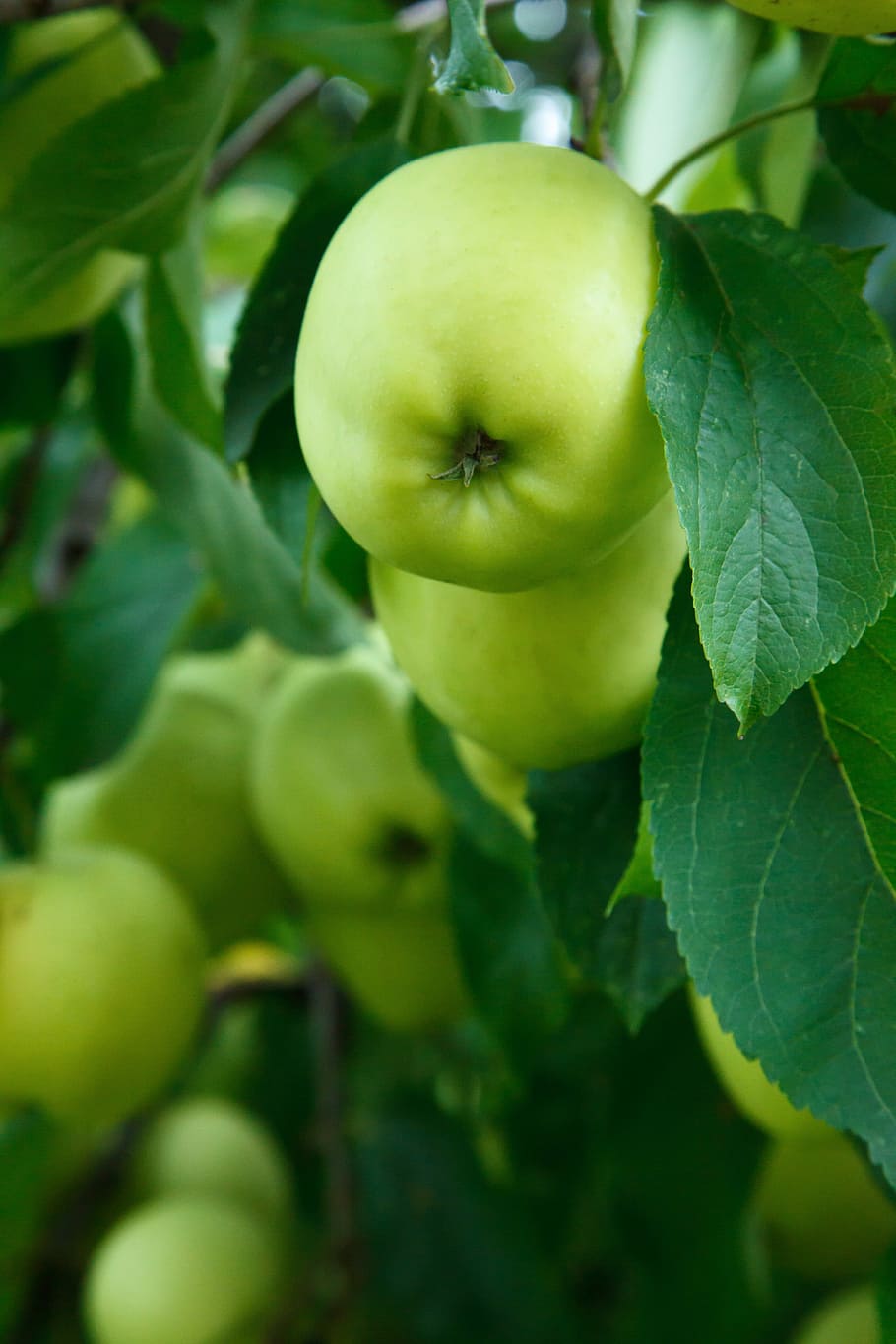 æble, afdeling, flok, afgrøde, mad, efterår, frisk, frugt, grøn, dyrke, vækst, høst, sund og rask, saftig, blad, moden, sæson, snack, sød, træ, grøn farve, mad og drikke, landbrug, sund kost, plante del, plante, tæt på, friskhed, velvære, æble - frugt, natur, dag, ingen mennesker, frugt træ, granny smith æble, udendørs, 4K