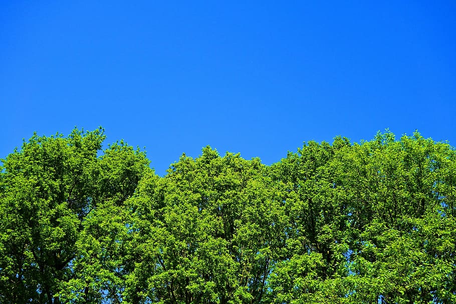 cima dell'albero, albero, fogliame, verde, cieli, cieli blu, pianta, cielo, blu, colore verde, crescita, cielo sereno, bellezza nella natura, nessuno, natura, giorno, Inquadratura dal basso, la tranquillità, all'aperto, copia spazio, luce del sole, scenics - natura, soleggiato, scena tranquilla, ramo, 5K