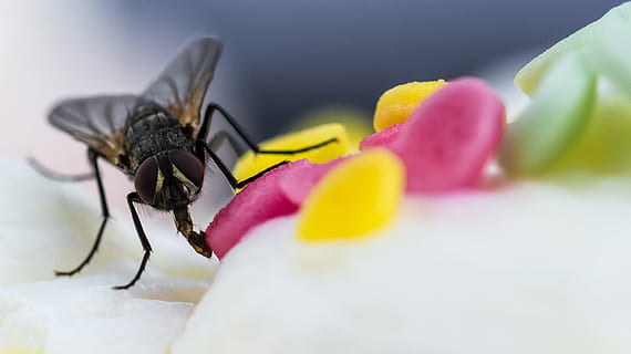 fliegen, Makro, Insekt, Kuchen, Insektenmakro, selektiver Fokus, Nahansicht, Tierthemen, keine Leute, ein Tier, wirbellos, Tier, Blume, blühende Pflanze, Zerbrechlichkeit, Schönheit in der Natur, Tierwelt, Blütenblatt, Pflanze, Tiere in freier Wildbahn, Verletzlichkeit, Natur, Frische, Blütenkopf, Vergrößerung, Tierflügel, draußen, natürlicher Zustand, 1080P, CC0, gemeinfrei, lizenzfrei