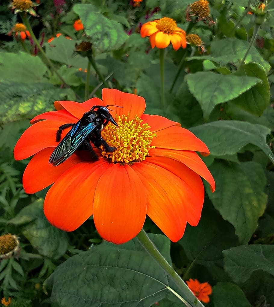 flor, bumble bee, insecte, abella, gira-sol mexicà, tithonia, gira-sol japonès, tithonia rotundifolia, asteràcies, tithonia speciosa, flora, jardí, ornamentals, florir, botànic, dharwad, karnataka, Índia, naturalesa, planta, pètal, groc, estiu, planta amb flors, fragilitat, creixement, bellesa a la natura, vulnerabilitat, frescor, cap de flor, animals a la natura, invertebrat, un animal, temes d'animals, fauna animal, color taronja, inflorescència, primer pla, polinització, pol·len, cap gent, ala dels animals, a l'aire lliure, papallona - insecte, 1080P
